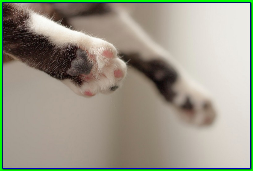cara mengobati kaki kucing yang pincang secara alami
