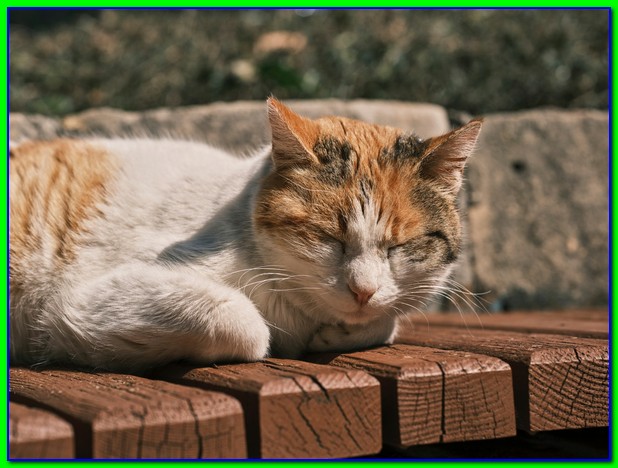 Obat Herbal Untuk Kucing Tidak Bisa Kencing Paling Ampuh