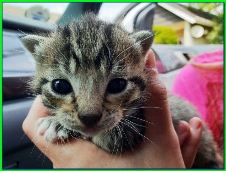 Pahami Perbedaan Bayi Kucing Kampung Dan Persia Agar Tidak Tertipu!
