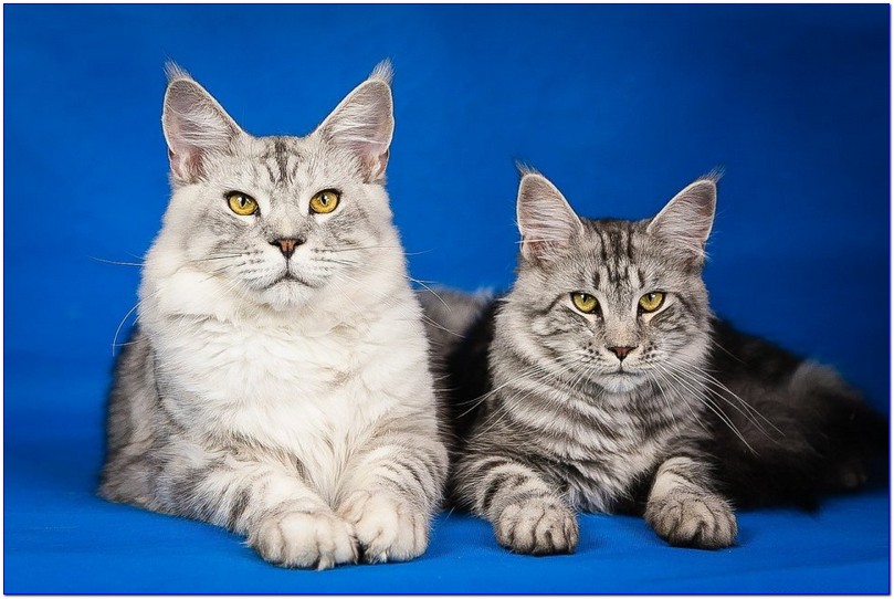 ciri-ciri kucing maine coon mix Persia