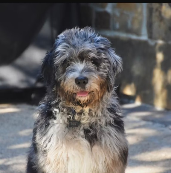 Bernedoodle Puppies