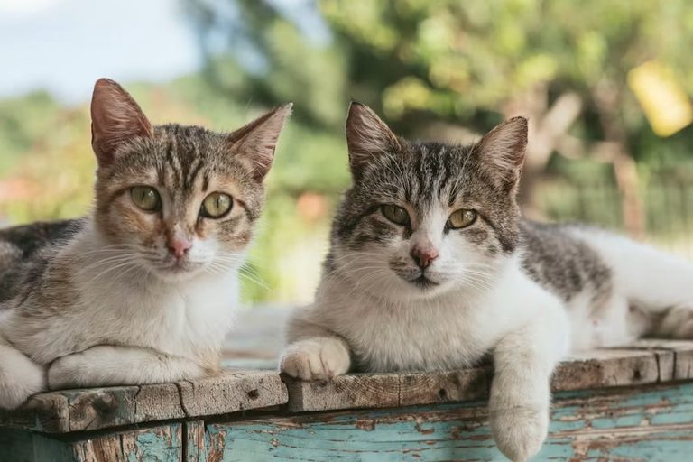How Many Breeds of Cats Are There