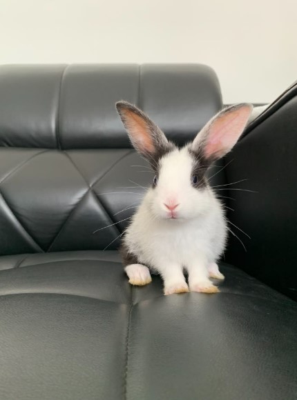 Small Pet
