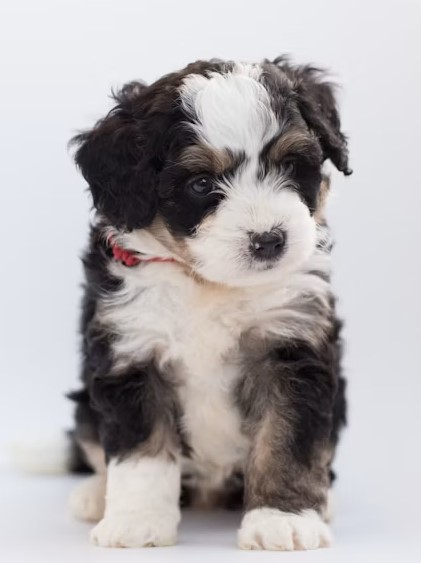 Teacup Mini Bernedoodle Puppies