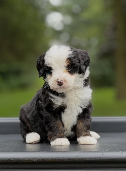 Tiny Bernedoodle Puppies