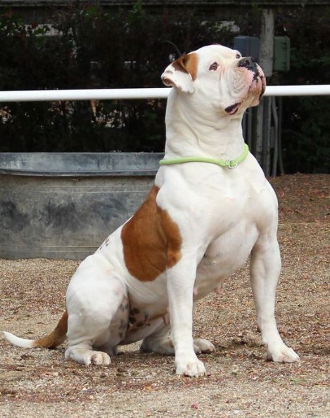 American Bulldog