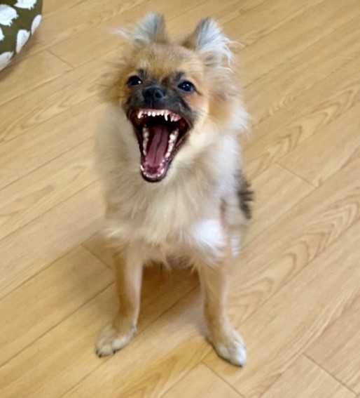 Angry Pomeranian