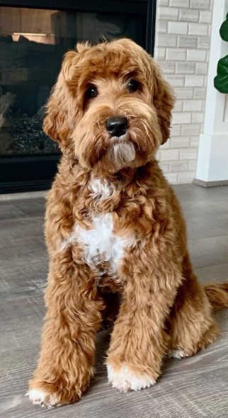Australian Labradoodle