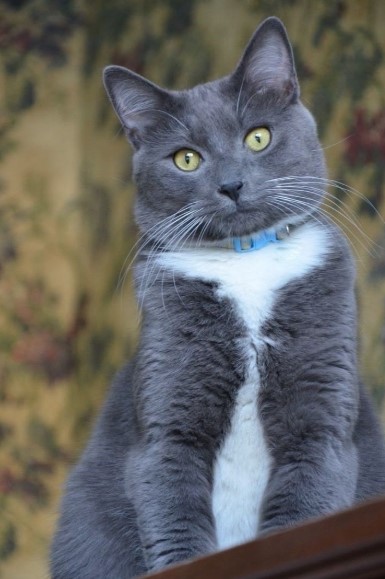 Blue Tabby Cat