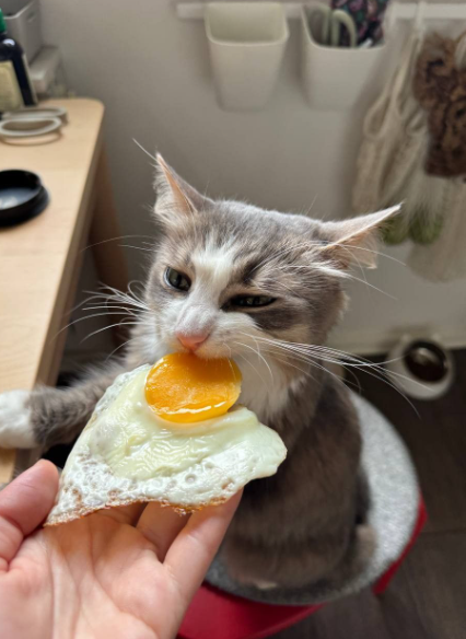 Can Cats Eat Eggs