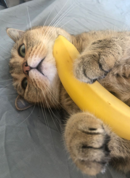 Can Cats Have Banana