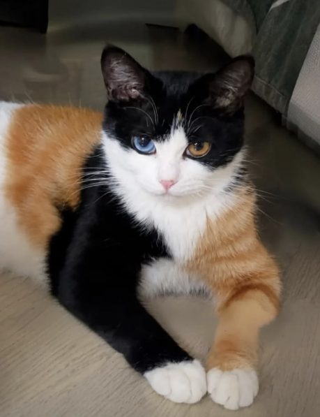 Chimera Cat