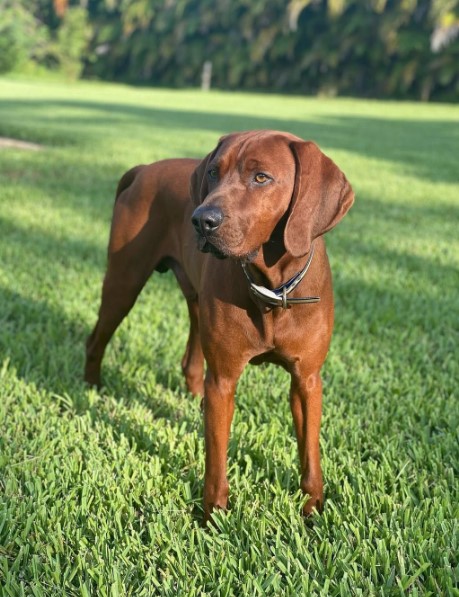 Coonhound Breeds