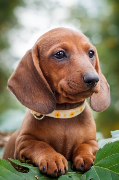Dachshund Puppies