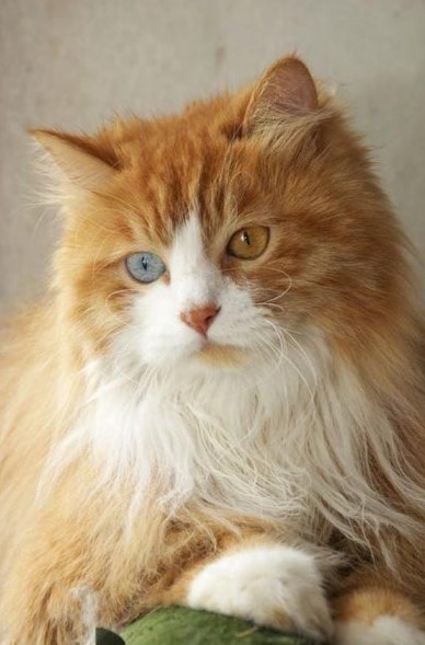 Do Cats See Color