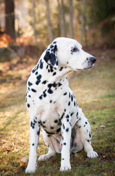 Dog Breeds List