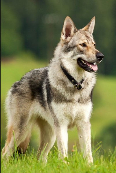Every Dog Breed
