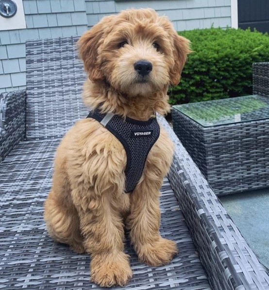 F1 Goldendoodle