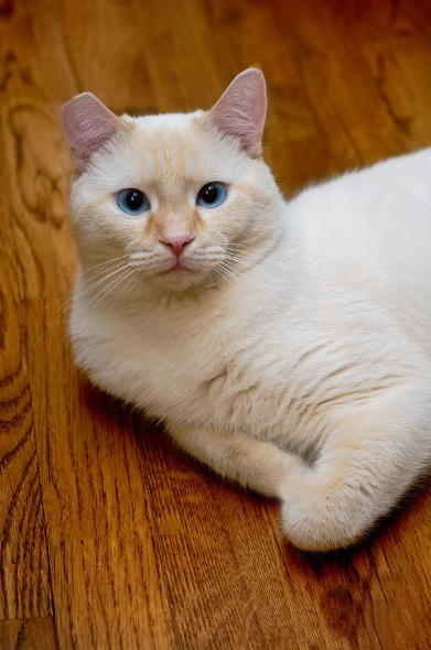 Flame Point Siamese