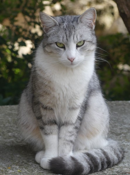 Gray Tabby Cat