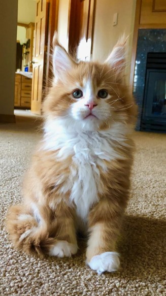 Maine Coon: The Complete Guide to the Gentle Giant of the Cat World