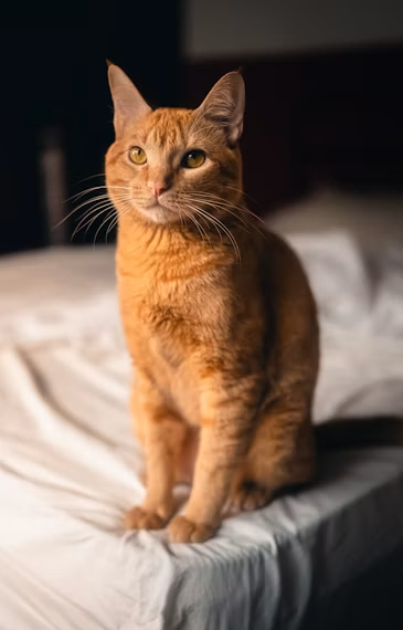 Orange Tabby Cats