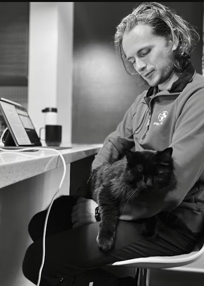 Pancreatitis in Cats