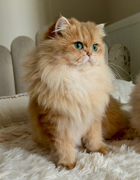 Persian Cat