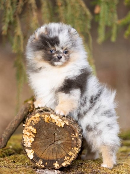 Pomeranian Colors
