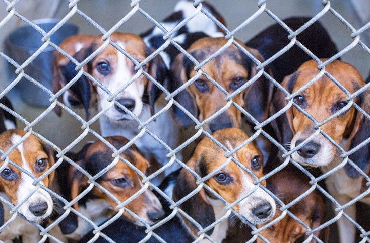 Puppy Mills