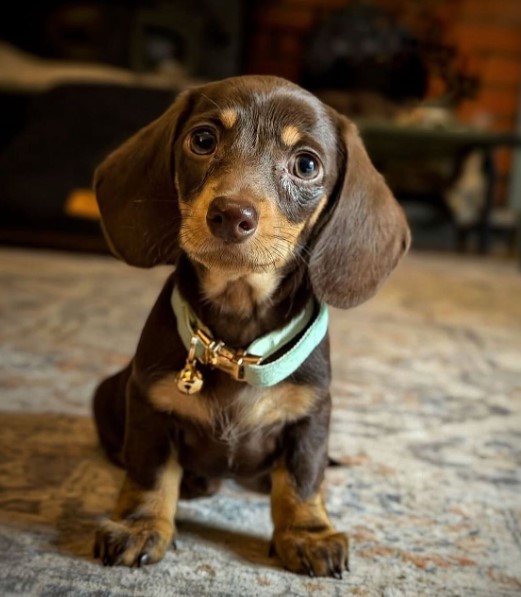 Sausage Dog Puppy