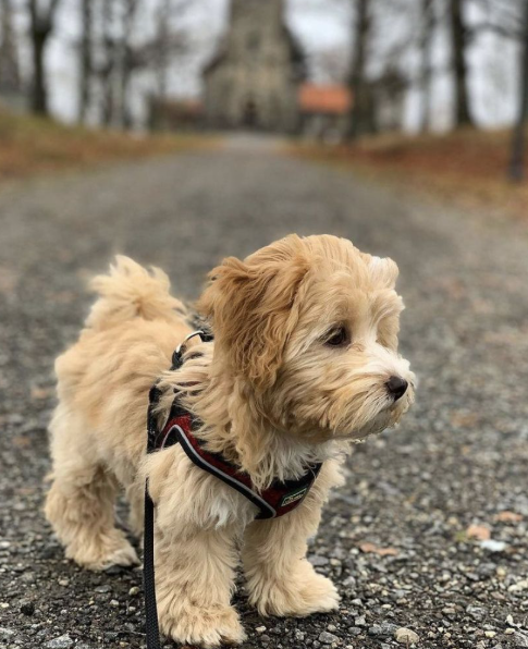 Small Fluffy Dog