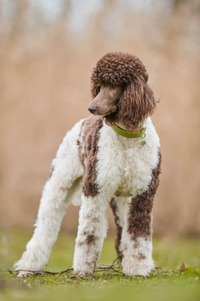 Standard Poodle