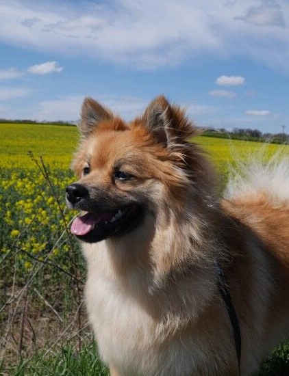 Throwback Pomeranian