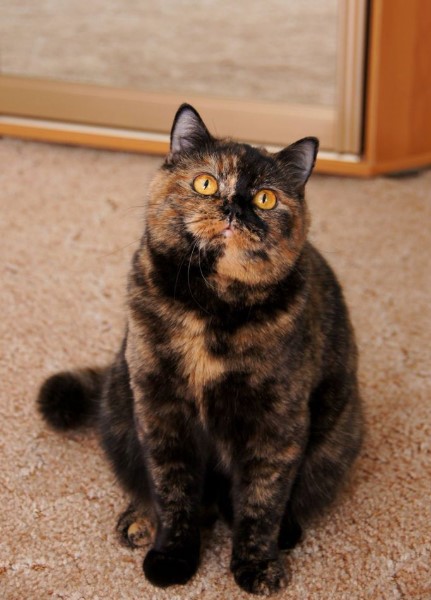 Tortoiseshell Cats