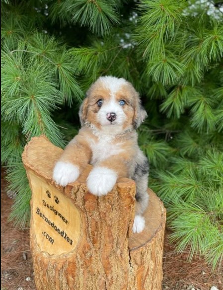 Toy Bernedoodle Puppies