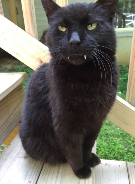 Vampire Cat